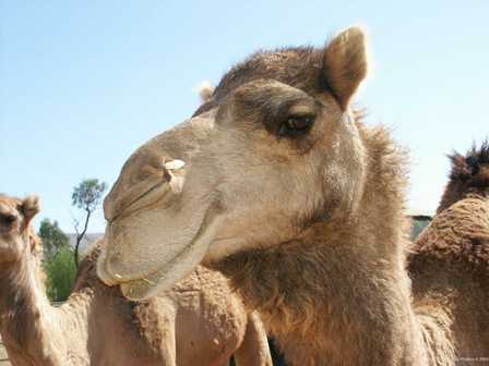 camel.jpg