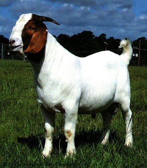 BOER5.jpg