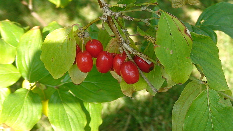 800px_Cornelian_cherry_1.jpg