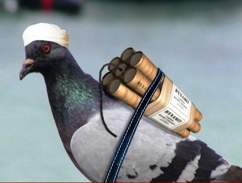 Suicide_Bomber__15424.jpg