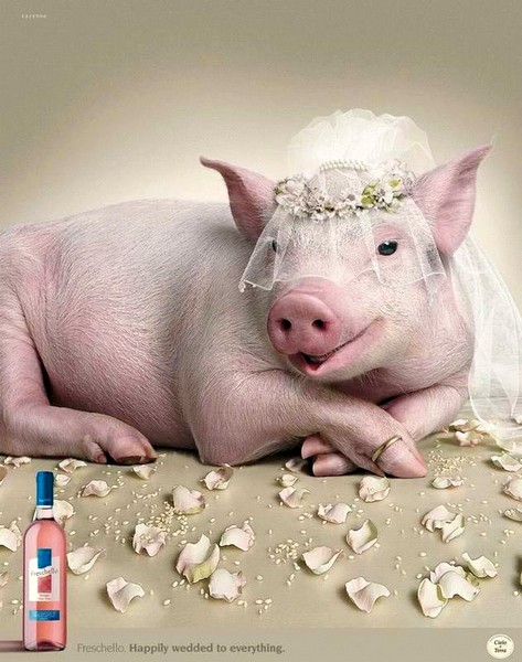 56272029_pigbride.jpg
