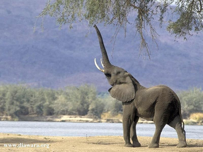 ssxaj_elephant.1209764885.jpg