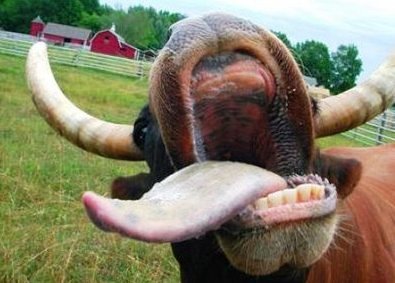 mad_cow.jpg
