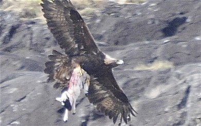 Eagle_1836419b.jpg