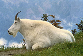 270px_Mountain_Goat_USFWS.jpg