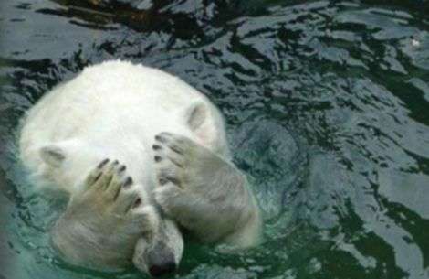 shy_bear.jpg