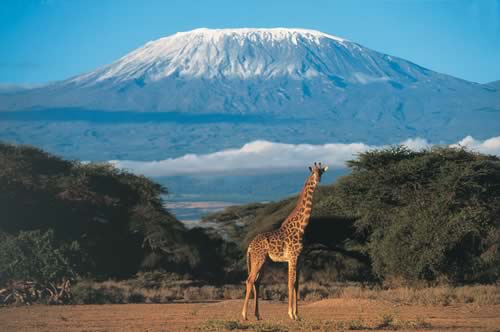 mount_kilimanjaro_giraffe.jpg