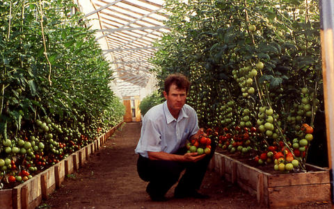 Zaokski_Greenhouse_Tomatoes.jpg