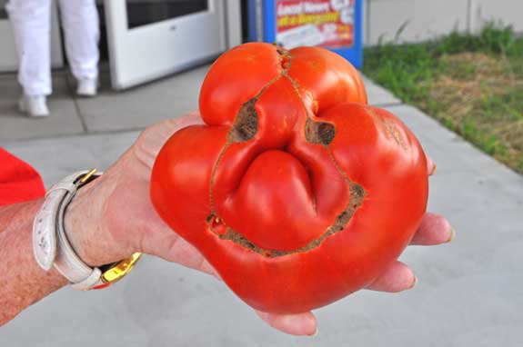 tomato.jpg