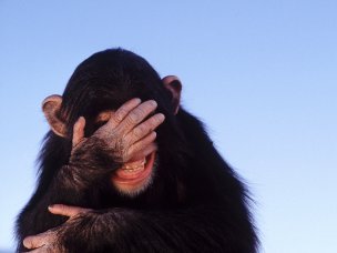 affe.jpg