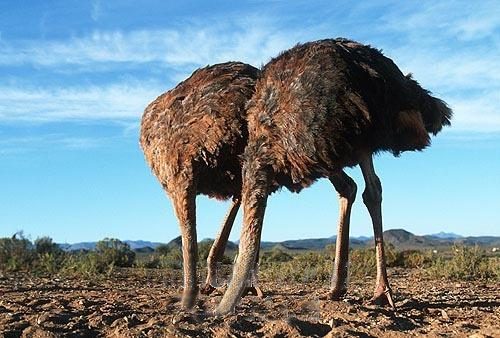 ostriches_head_in_sand.jpg