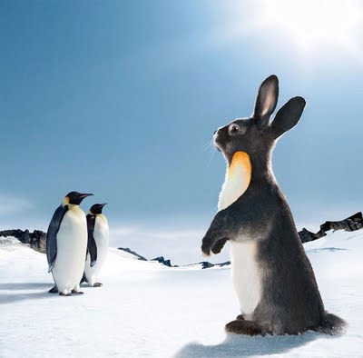 8610f_ORIG_penguin_rabbit.jpg