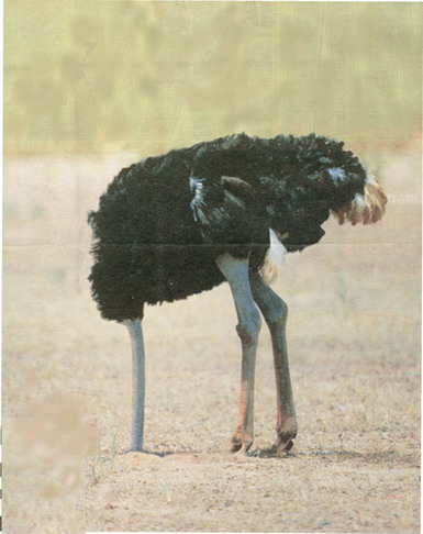 straus_6_i.jpg