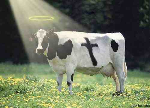 funny_cow.jpg