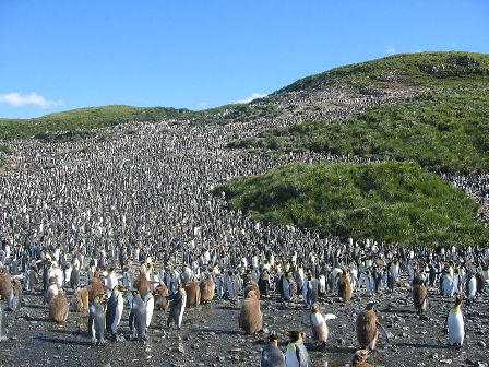 800px_Colony_of_aptenodytes_patagonicus.jpg