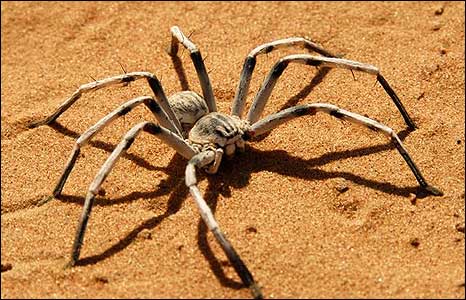 _45453281_oman6_spider_466x300.jpg