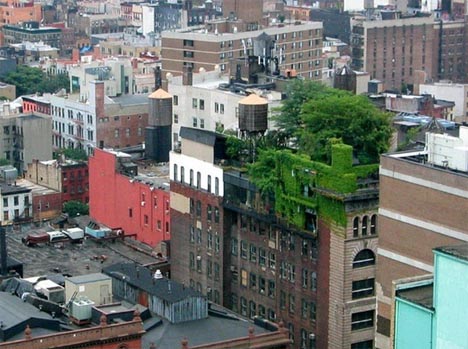 green_rooftop_deck_garden.jpg