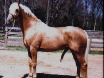 1177348575_1237_horse_dick.jpg