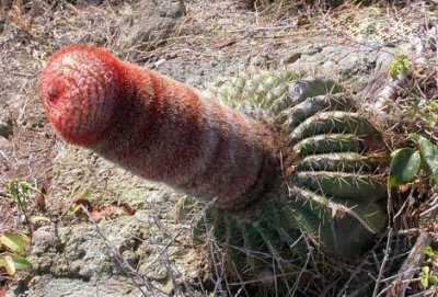 cactus_dick.jpg