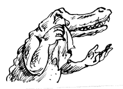 6.gif