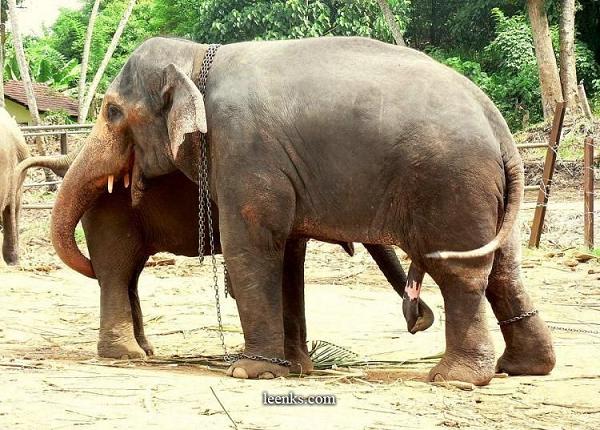 elephant_69.jpg
