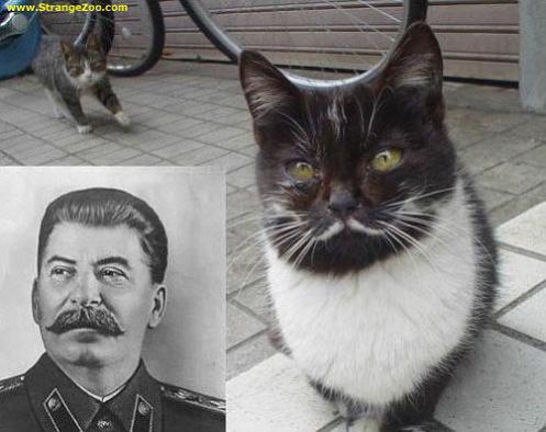 stalin_cat.jpg