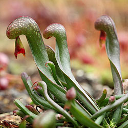 img_0_218_darlingtonia_californica.png
