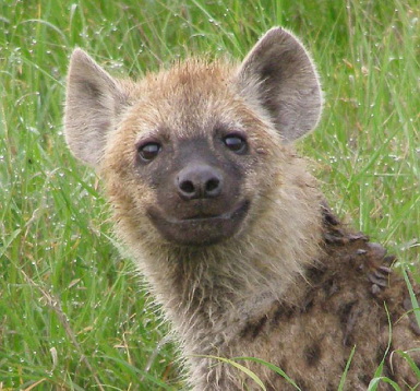 Happy_Hyena_hyenas_31563531_385_358.jpg