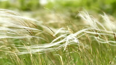 stock_footage_beautiful_stipa_in_the_wind.jpg