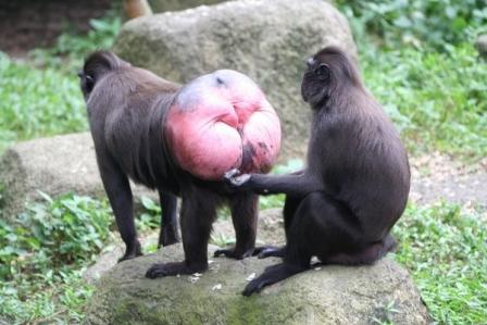 ginormous_monkey_butt_20161_1240326062_6.jpg