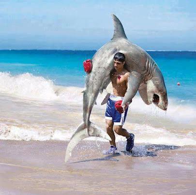 Sharkis_bolo.jpg
