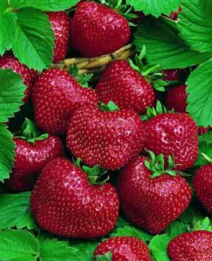 strawberry.jpg