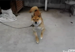 tumblr_inline_mqh9b3cQaN1qz4rgp.gif