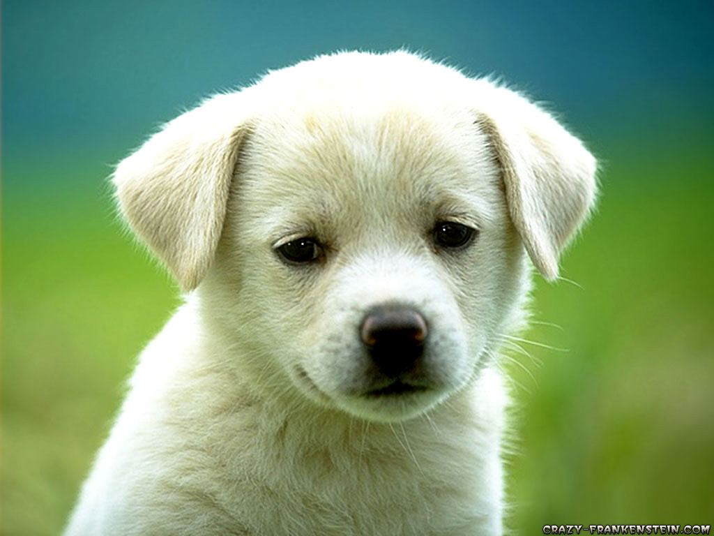 dog_01.jpg
