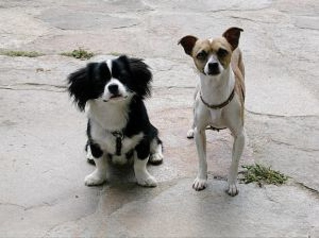 doggy_dois_amigos___amigos_dos_233711.jpg