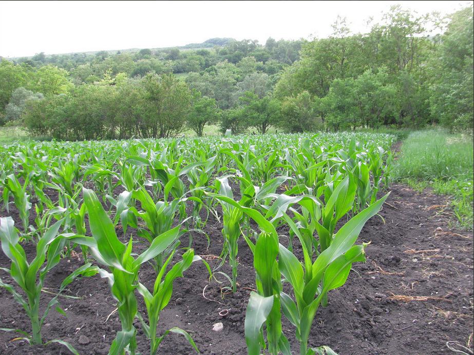 kukuruza_carica_polei.JPG