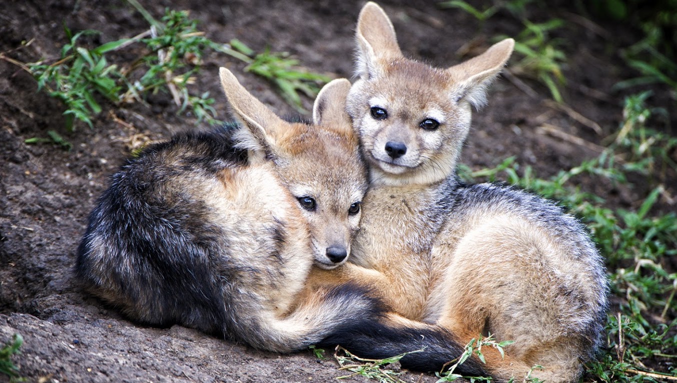 Copy_of____Laurie_Rubin_Jackel_Pups_LAR2893.jpg