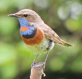 270px_Luscinia_svecica_volgae.jpg