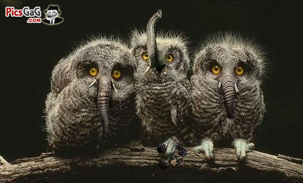 elephant_owl_funny.jpg
