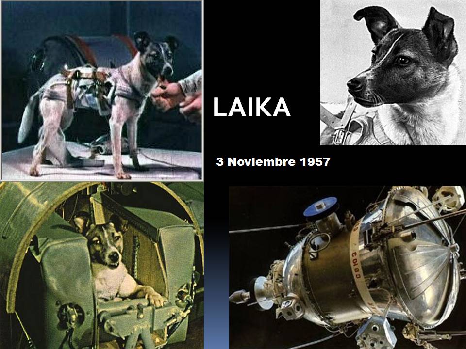 Самые первые собаки полетевшие в космос. Животные которые полетели в космос. Собака лайка в космосе. Первые полеты в космос животных. Животные в космосе лайка 1957.