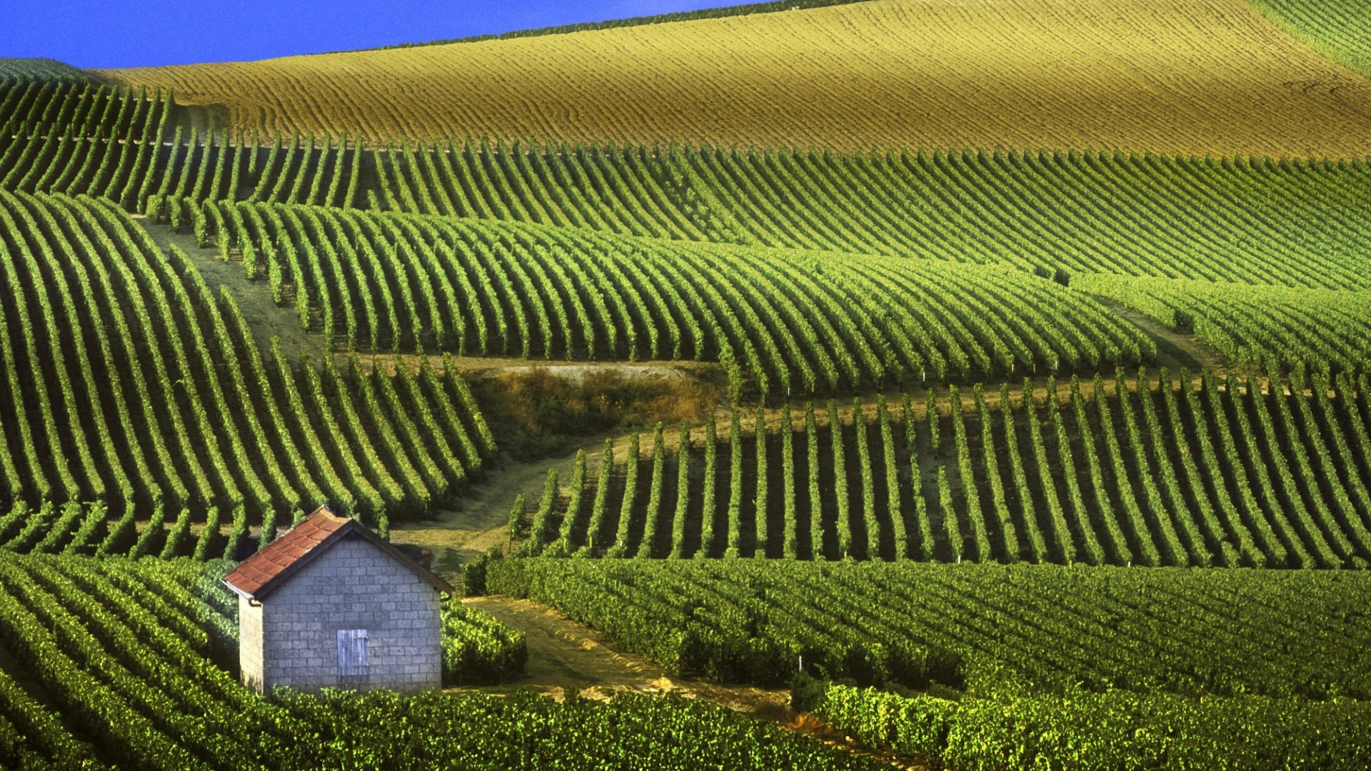 panoramic_view_of_vineyards_champagne_france_wallpapers_1920x1080.jpg