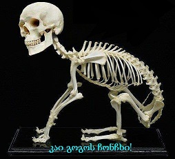 axali.jpg
