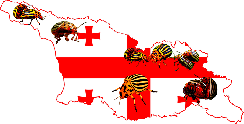 archibaldf_Georgia.png