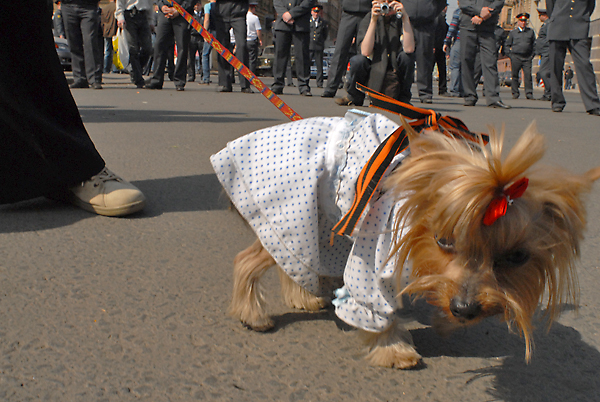 lenta_na_sobake.jpg