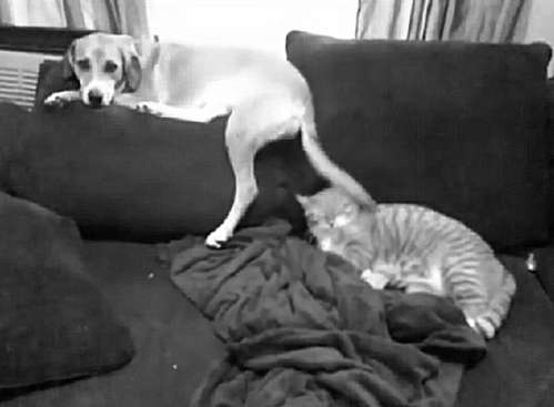 dog_abusing_cat.gif