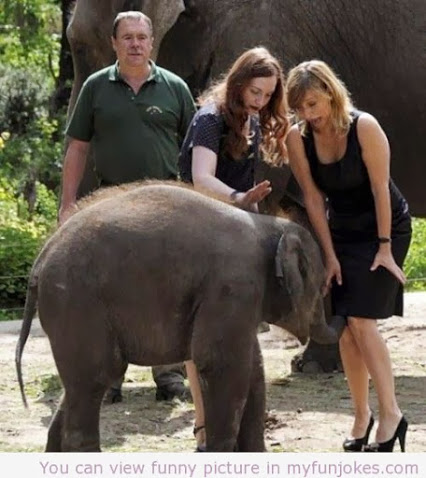 elephant_funny.jpg