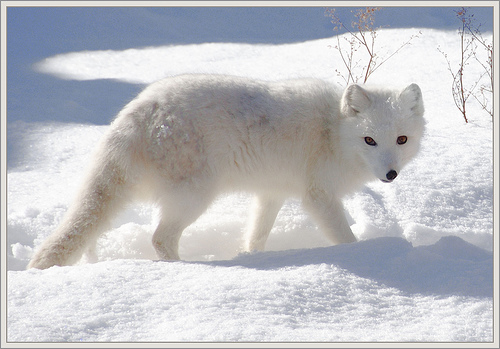 artic_fox.jpg