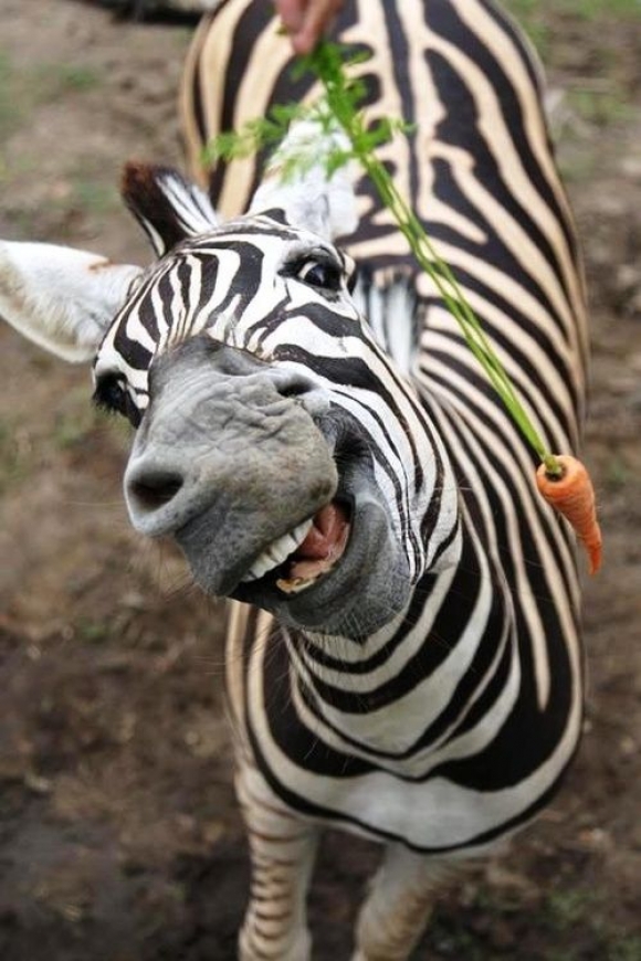 l_Cheerful_zebra.jpg