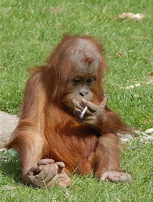 Smoking_Monkeys_11.jpg