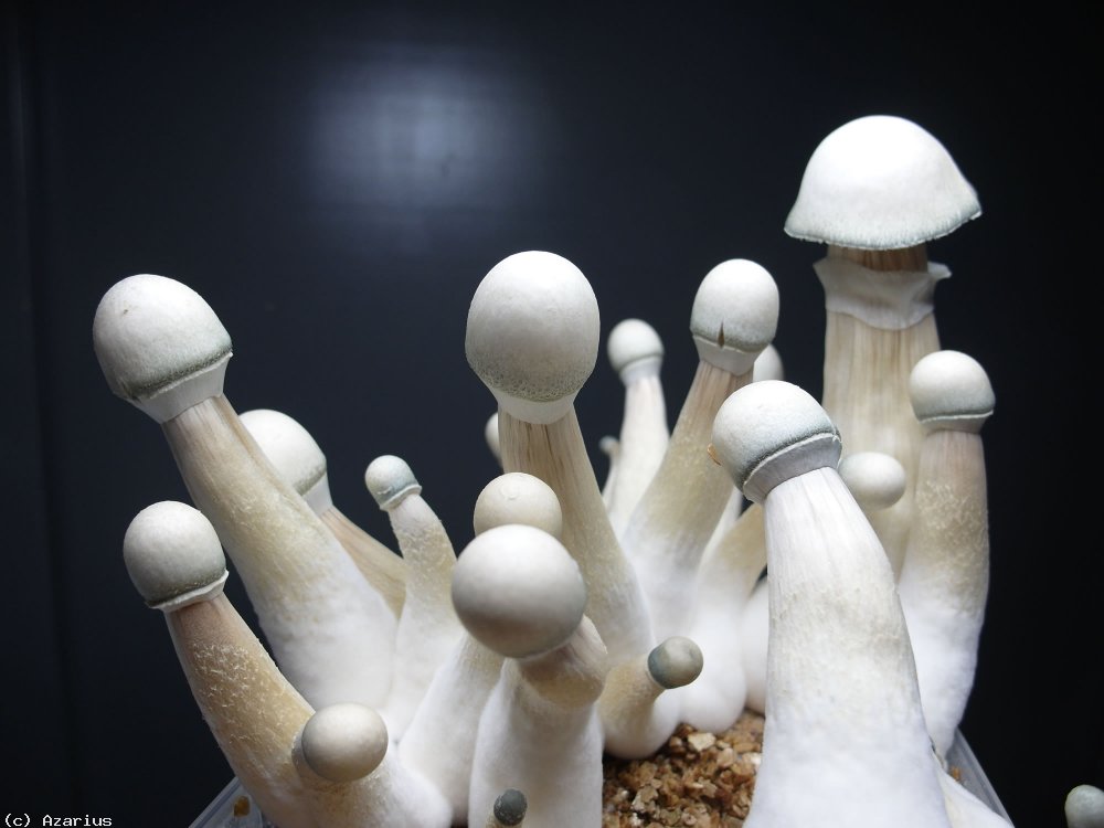 moby_dick_grow_kit_detail_1.jpg